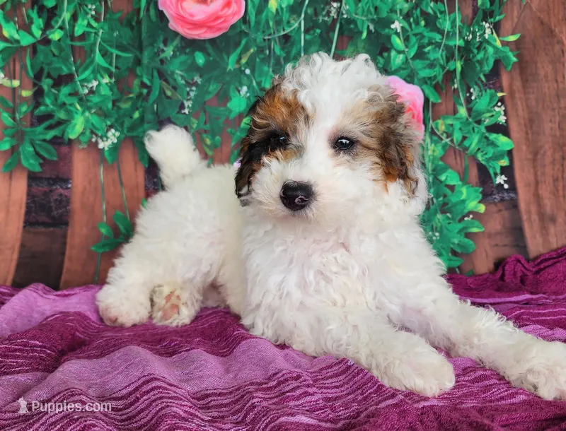 Desira-genetic clear