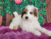 Desira-genetic clear, a female Poodle - Miniature  for sale in Fort Wayne, IN – Photo 1 of 8