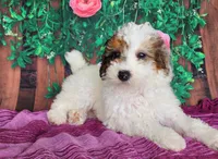 Desira-genetic clear, a female Poodle - Miniature  for sale in Fort Wayne, IN – Photo 2 of 8