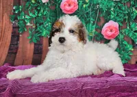 Desira-genetic clear, a female Poodle - Miniature  for sale in Fort Wayne, IN – Photo 4 of 8