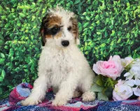 Desira-genetic clear, a female Poodle - Miniature  for sale in Fort Wayne, IN – Photo 8 of 8