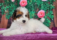 Desira-genetic clear, a female Poodle - Miniature  for sale in Fort Wayne, IN – Photo 3 of 8