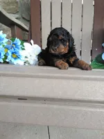 💯 Genetic Clear/Champion, a male Poodle - Miniature  for sale in Fort Wayne, IN – 3 of 3