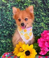 Jasper , a female Pomeranian for sale in Fort Wayne, IN – 4 of 5