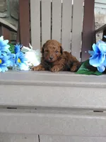 💯 Genetic Clear/ Jasper, a male Poodle - Miniature  for sale in Fort Wayne, IN – 3 of 4