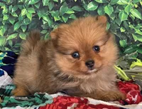 Elli, a female Pomeranian for sale in Fort Wayne, IN – 2 of 6