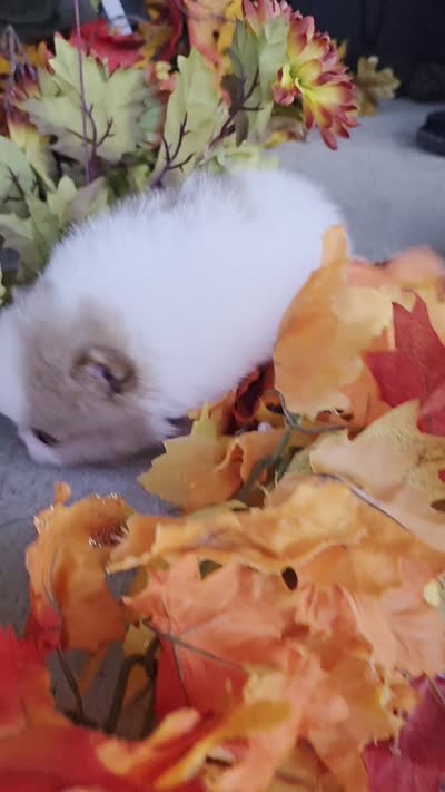 Lilac, a female Pomeranian for sale in Fort Wayne, IN – 2 of 4