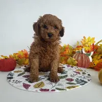 Genetic clear-Champ, a male Poodle - Miniature  for sale in Fort Wayne, IN – Photo 1 of 5