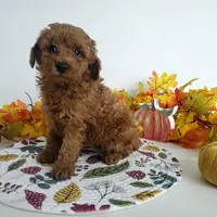 Genetic clear-Champ, a male Poodle - Miniature  for sale in Fort Wayne, IN – Photo 2 of 5