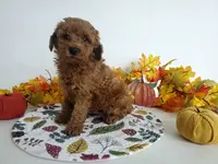 Genetic clear-Champ, a male Poodle - Miniature  for sale in Fort Wayne, IN – Photo 2 of 5