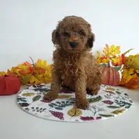 Genetic clear-Champ, a male Poodle - Miniature  for sale in Fort Wayne, IN – Photo 4 of 5