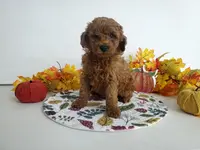 Genetic clear-Champ, a male Poodle - Miniature  for sale in Fort Wayne, IN – Photo 4 of 5