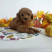 Genetic clear-Champ, a male Poodle - Miniature  for sale in Fort Wayne, IN – Photo 3 of 5