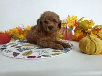 Genetic clear-Champ, a male Poodle - Miniature  for sale in Fort Wayne, IN – Photo 3 of 5