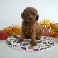 Genetic clear-Champ, a male Poodle - Miniature  for sale in Fort Wayne, IN – Photo 5 of 5
