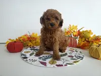 Genetic clear-Champ, a male Poodle - Miniature  for sale in Fort Wayne, IN – Photo 5 of 5