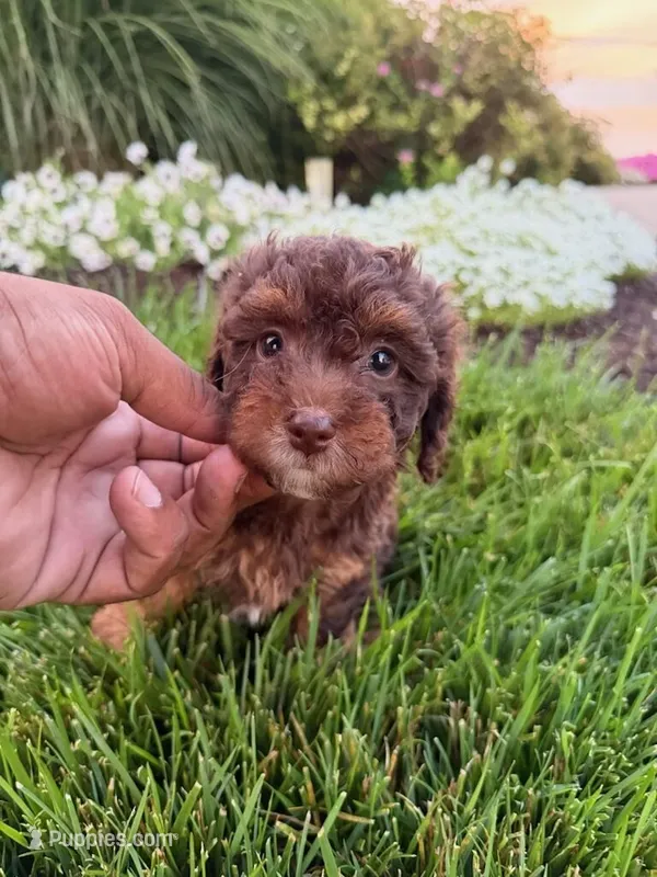 Champion – Poodle - Toy  puppy for sale in Fort Wayne, IN