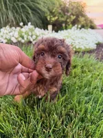 Champion, a male Poodle - Toy  for sale in Fort Wayne, IN – 1 of 3