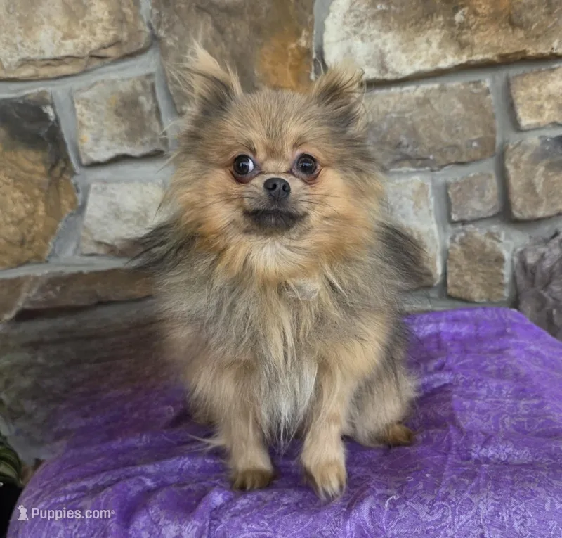 Tiger – Pomapoo puppy for sale in Fort Wayne, IN