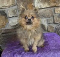 Tiger , a female Pomapoo for sale in Fort Wayne, IN – Photo 5 of 5