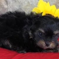 Tiger, a female Pomapoo for sale in Fort Wayne, IN – 4 of 4