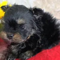 Tiger, a female Pomapoo for sale in Fort Wayne, IN – 3 of 4