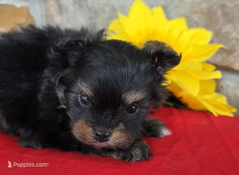 Tiger, a female Pomapoo for sale in Fort Wayne, IN – 1 of 4