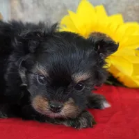 Tiger, a female Pomapoo for sale in Fort Wayne, IN – 1 of 4