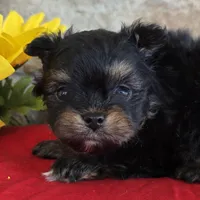 Tiger, a female Pomapoo for sale in Fort Wayne, IN – 2 of 4
