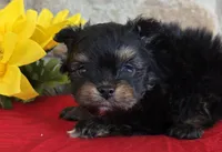 Tiger , a female Pomapoo for sale in Fort Wayne, IN – Photo 1 of 5