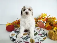 Genetic clear-Donny, a male Poodle - Miniature  for sale in Fort Wayne, IN – Photo 5 of 5