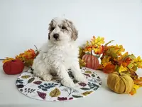 Genetic clear-Donny, a male Poodle - Miniature  for sale in Fort Wayne, IN – Photo 1 of 5