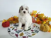 Genetic clear-Donny, a male Poodle - Miniature  for sale in Fort Wayne, IN – Photo 4 of 5