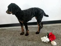 Genetic clear-Beauty, a female Poodle - Miniature  for sale in Fort Wayne, IN – Photo 4 of 4