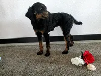 Genetic clear-Beauty, a female Poodle - Miniature  for sale in Fort Wayne, IN – Photo 2 of 4