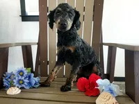 Genetic clear-Beauty, a female Poodle - Miniature  for sale in Fort Wayne, IN – Photo 1 of 4