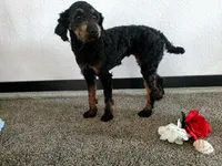 Genetic clear-Beauty, a female Poodle - Miniature  for sale in Fort Wayne, IN – Photo 3 of 4