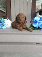 💯 Genetic Clear/ Jasper, a male Poodle - Miniature  for sale in Fort Wayne, IN – 2 of 4