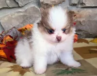 Fall , a male Pomeranian for sale in Fort Wayne, IN – 1 of 4