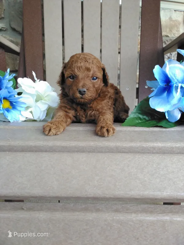💯 Genetic Clear/ Jasper – Poodle - Miniature  puppy for sale in Fort Wayne, IN