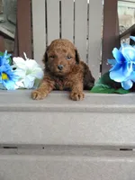 💯 Genetic Clear/ Jasper, a male Poodle - Miniature  for sale in Fort Wayne, IN – 1 of 4