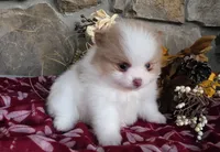 Lilac, a female Pomeranian for sale in Fort Wayne, IN – 4 of 4