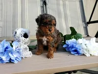AKC Genetic Clear, a male Poodle - Toy  for sale in Fort Wayne, IN – Photo 2 of 5