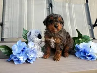 AKC Genetic Clear, a male Poodle - Toy  for sale in Fort Wayne, IN – Photo 4 of 5