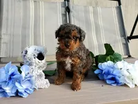 AKC Genetic Clear, a male Poodle - Toy  for sale in Fort Wayne, IN – Photo 3 of 5