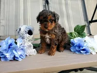 AKC Genetic Clear, a male Poodle - Toy  for sale in Fort Wayne, IN – Photo 5 of 5