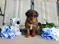 AKC Genetic Clear, a male Poodle - Toy  for sale in Fort Wayne, IN – Photo 1 of 5