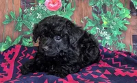 Darcy, genetic clear, a female Poodle - Miniature  for sale in Fort Wayne, IN – Photo 3 of 5