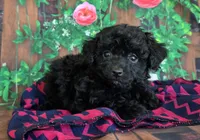 Darcy, genetic clear, a female Poodle - Miniature  for sale in Fort Wayne, IN – Photo 1 of 5