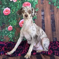 Darcy, genetic clear, a female Poodle - Miniature  for sale in Fort Wayne, IN – Photo 5 of 5